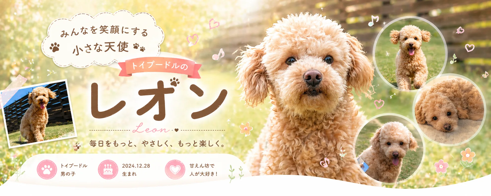 みんなを笑顔にする小さな天使 トイプードルのレオン｜2024年12月28日生まれ・男の子・甘えん坊で人が大好き