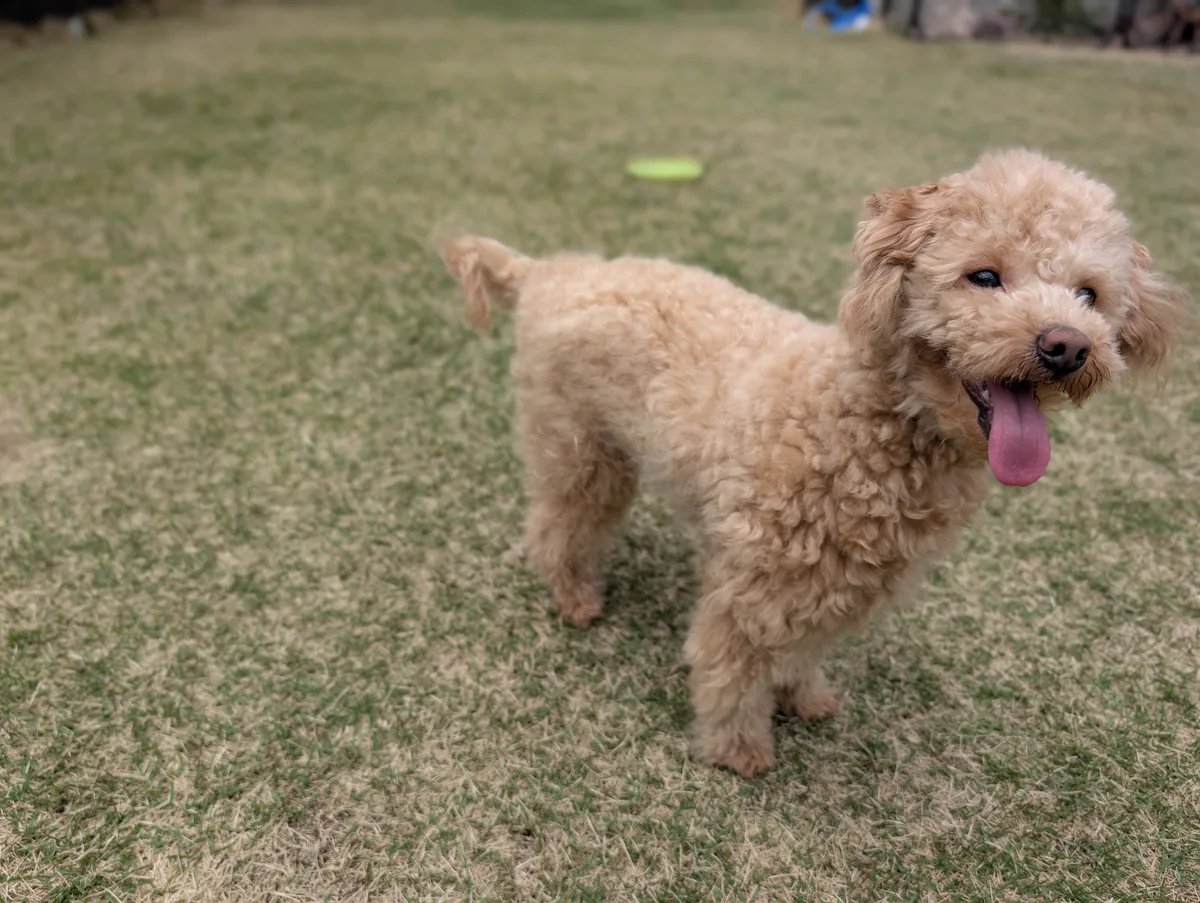 食事を待つトイプードルの子犬時代のレオン