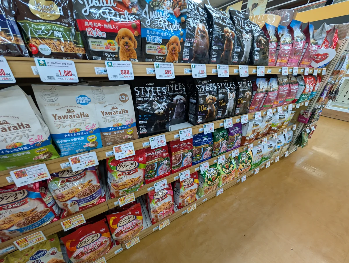 ふんわりした表情のトイプードルのレオン