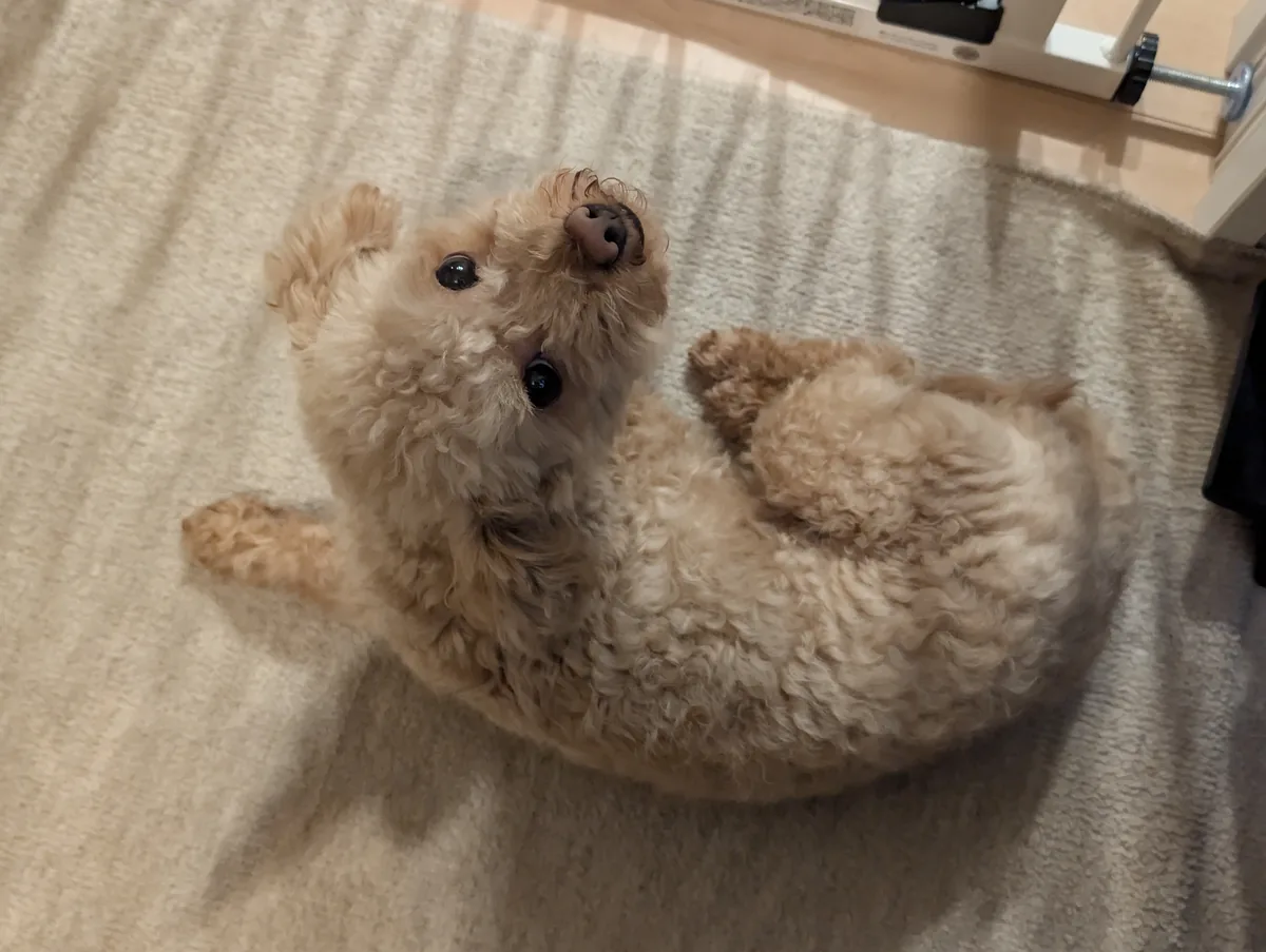 おうちでくつろぐトイプードルのレオン