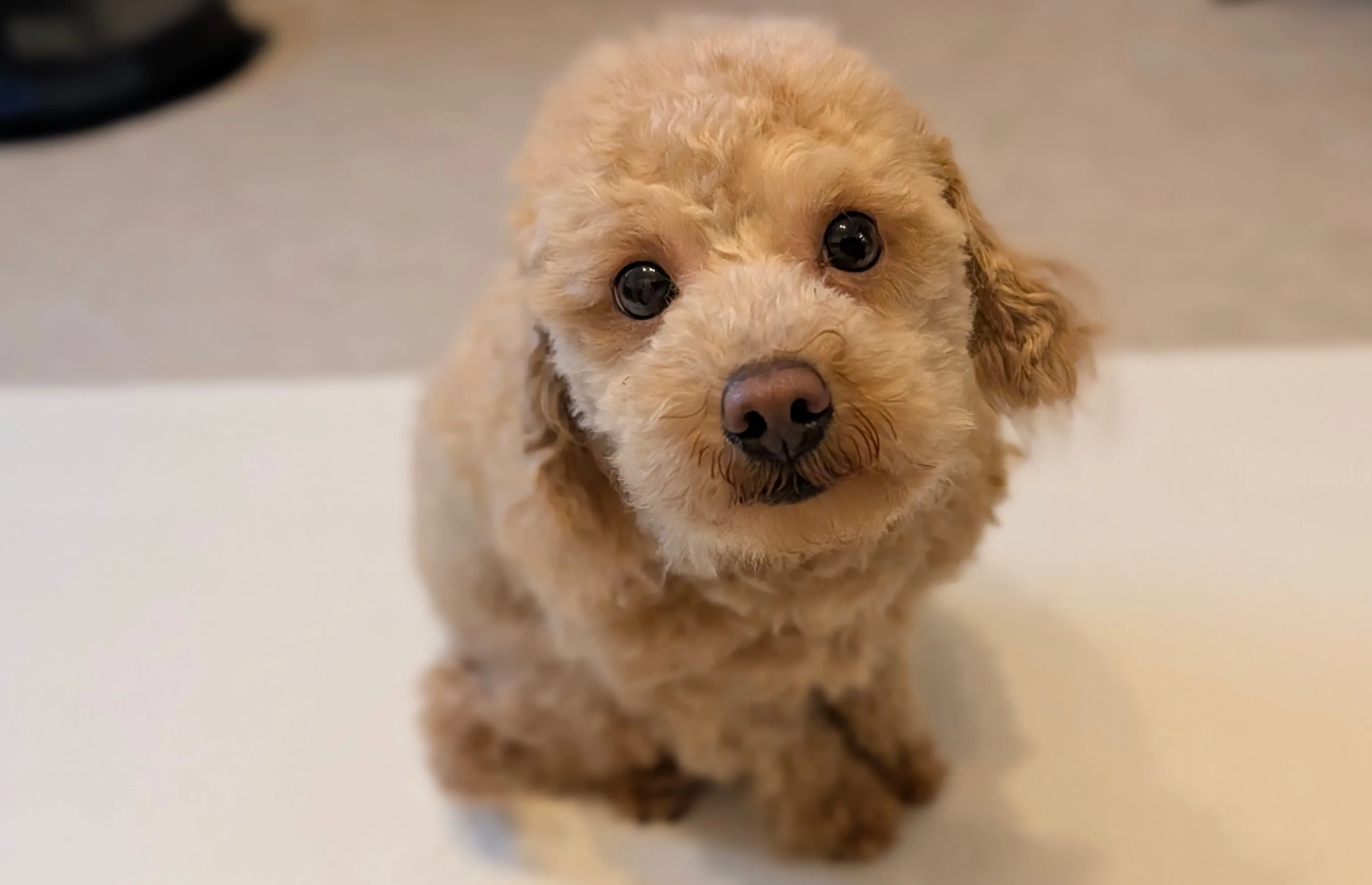 ケージのサイズで悩む飼い主のイメージ