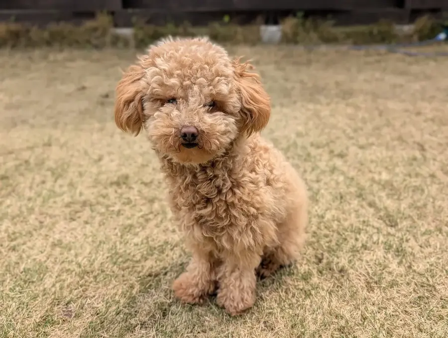 トイプードルのかわいいカットスタイル