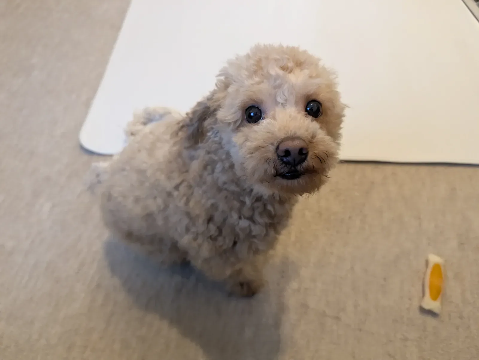 シャンプー後に犬用ドライヤーで乾かすトイプードルのイメージ