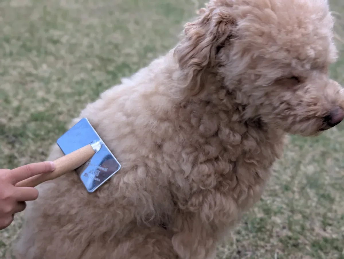 子犬期のレオンの背中へ実際にスリッカーブラシを当てている様子