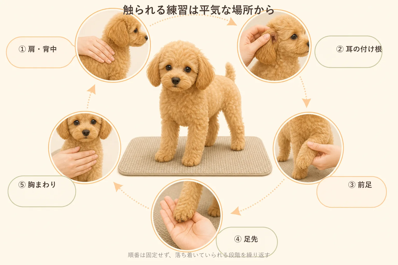 子犬のトイプードルへ肩と背中・耳の付け根・前足・足先・胸の順に触れる練習を示した図解