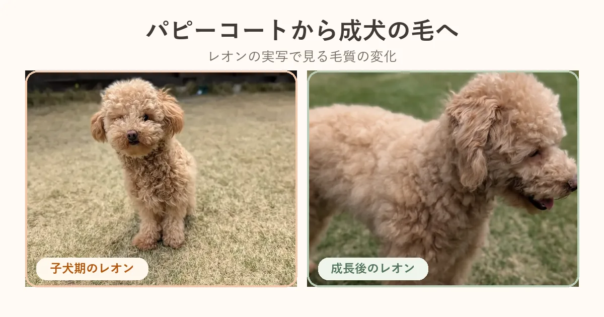 子犬期と成長後のトイプードルのレオンを並べたパピーコート比較