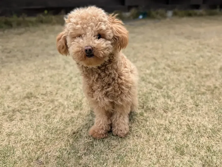 初めてのパピーカット前に芝生で立つトイプードルのレオン